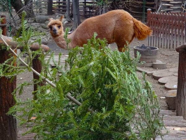 Дарете използваната коледна елха на животните, призовават от Варненския зоопарк