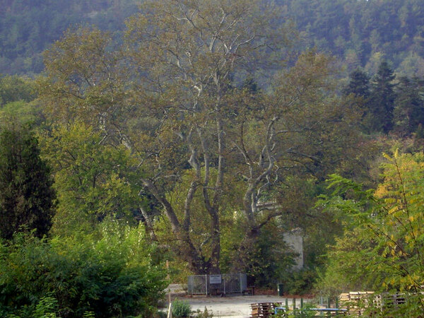 Вековният чинар във варненския квартал Аспарухово спечели конкурса "Дърво с корен 2022"