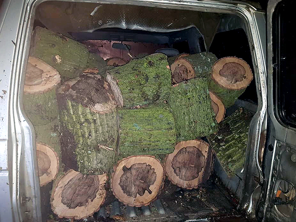 Зачестяват случаите на кражби на дърва за огрев, алармират горските