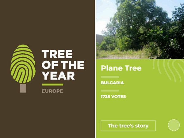 Подкрепете вековния чинар от Аспарухово в конкурса "Европейско дърво на годината"