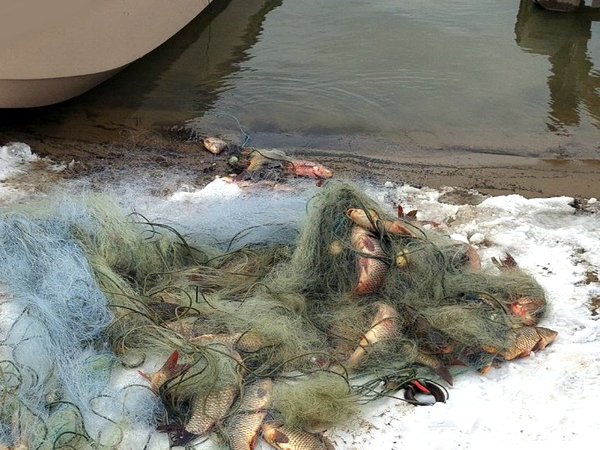 След направена проверка ИАРА освободи 100 кг. жива риба