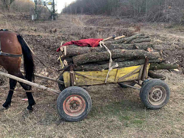 Крадци на дърва спипаха в местност Джанавара