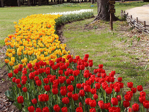 Над 50 000 лалета от 70 сорта цъфтят в Екопарка край Варна