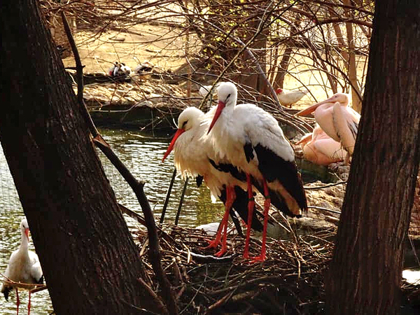 За първи път: Щъркели свиха гнездо във Варненския зоопарк