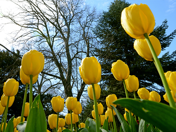 Близо 50 000 лалета от 50 сорта радват варненци в Морската градина