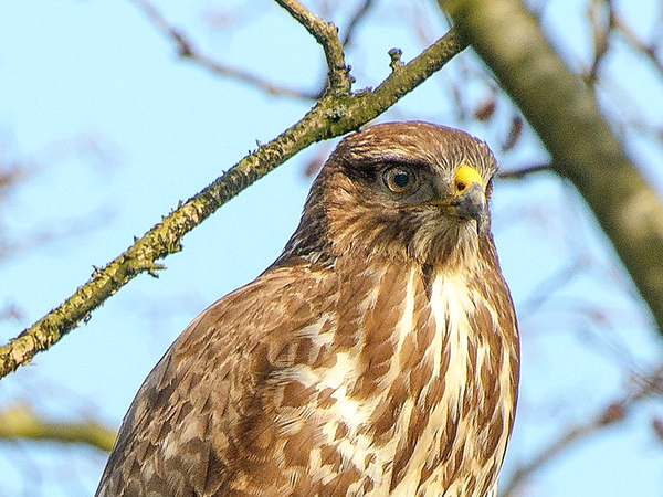 Мишелов, блъснат от автомобил, спасиха във Варненския зоопарк