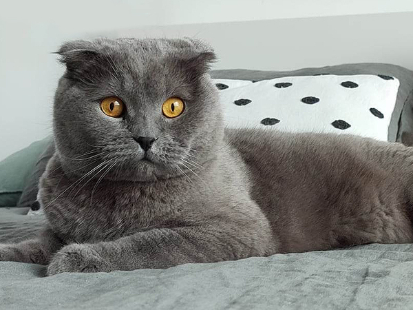 Стотици варненци посетиха първата в България Международна изложба на котки