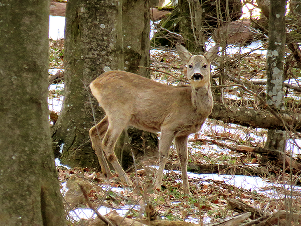 Увеличил се е броят на благородните елени и сърните в Североизточна България