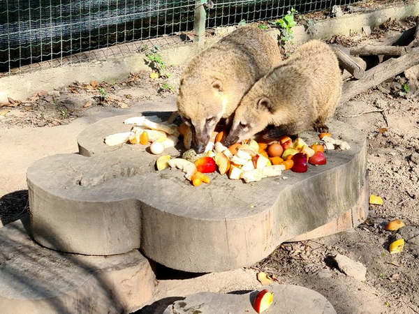 Отпразнуваха рождения ден на носатото мече Ананас във Варненския зоопарк