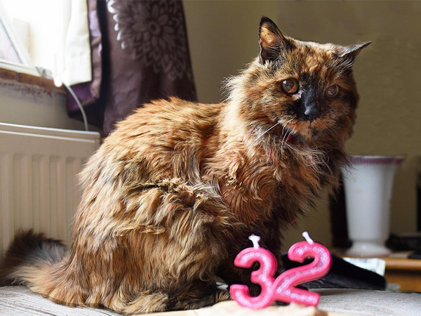 Смятат 32-годишна котка за най-възрастната в света