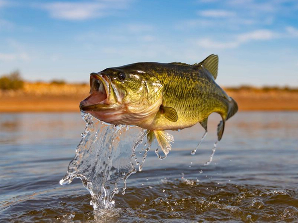 В навечерието на Никулден: Затягат контрола върху рибните ресурси и продуктите от риболов