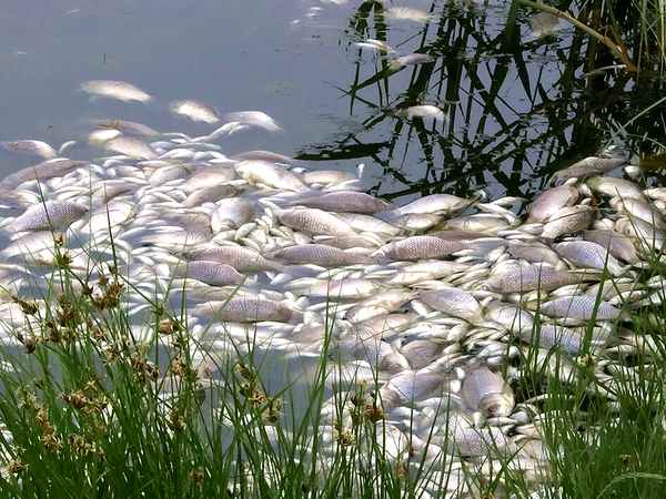 Екоексперти разследват сигнали за умряла риба край Каварна и Балчик