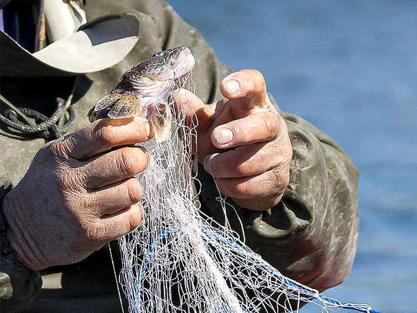 Рибари алармират: Юлското попче изчезна от Черно море