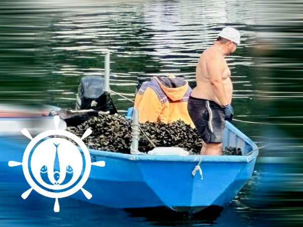 Бракониер със 75 кг. миди спипаха инспектори на ИАРА