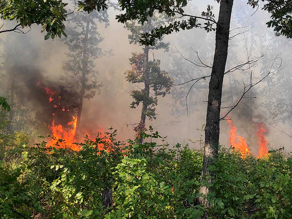 Пожар в 500 декара широколистна гора гасиха край Провадия