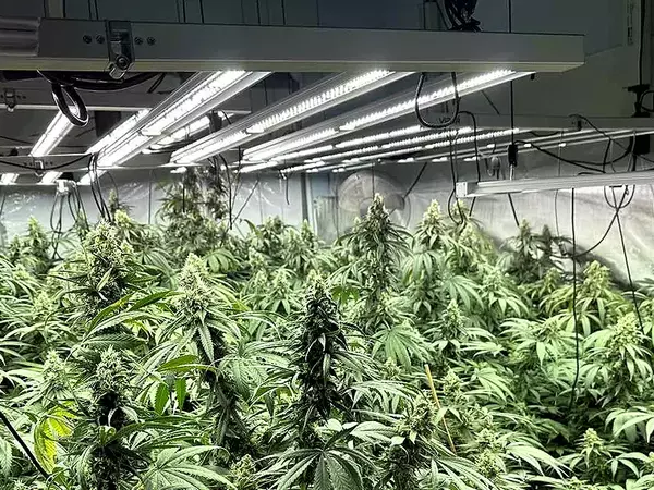 Варненски  криминалисти разбиха две оранжерии с 240 растения от рода на конопа