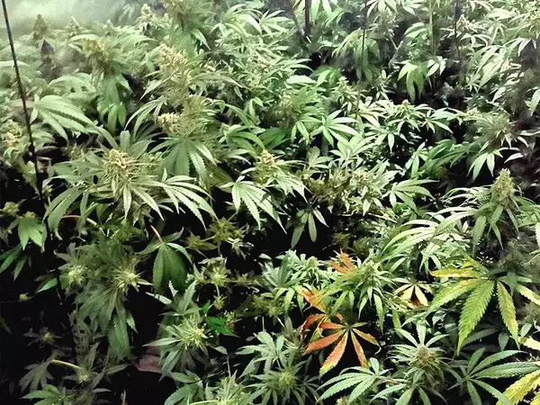 Разбиха наркооранжерия в Максуда