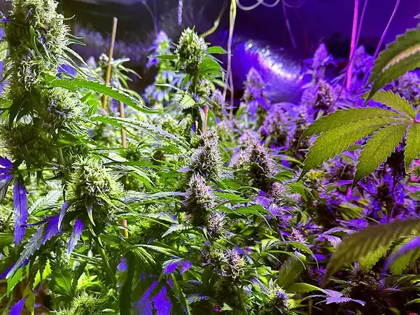 Пета наркооранжерия в рамките на месец разбиха варненските криминалисти