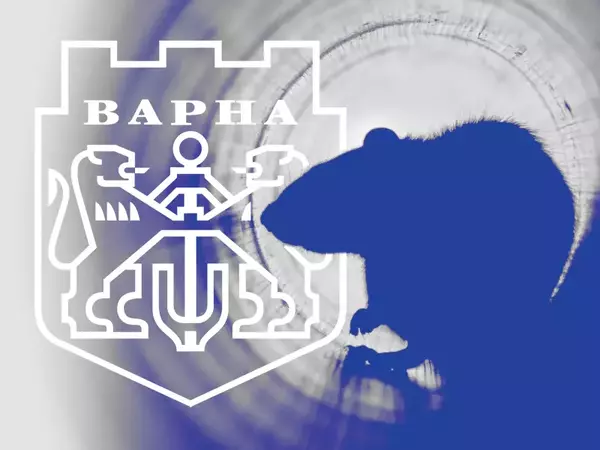 Есенно-зимната дератизация на каналните шахти и дерета започна във Варна