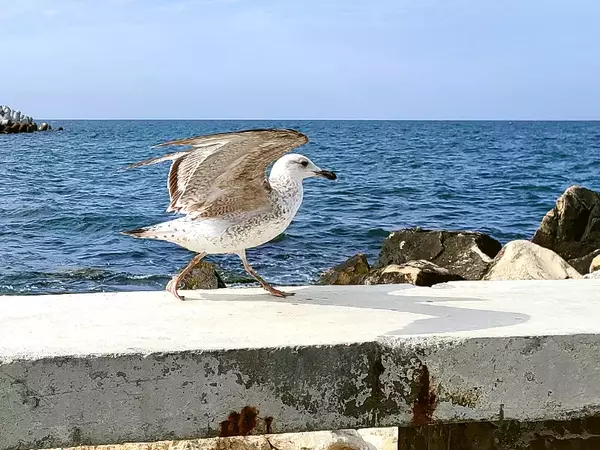 Отбелязваме Международния ден на Черно море