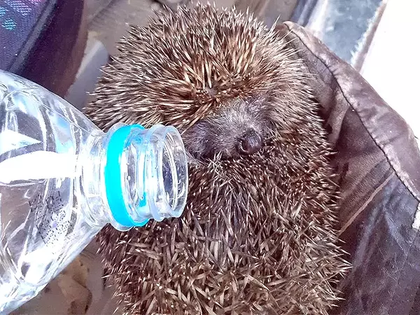 Горски служители спасиха таралежче от пожар