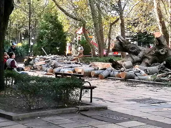 Раздават на хора в нужда събраната след бедствието във Варна дървесина