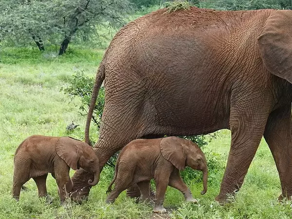 Слончета близнаци се родиха в резерват в Кения