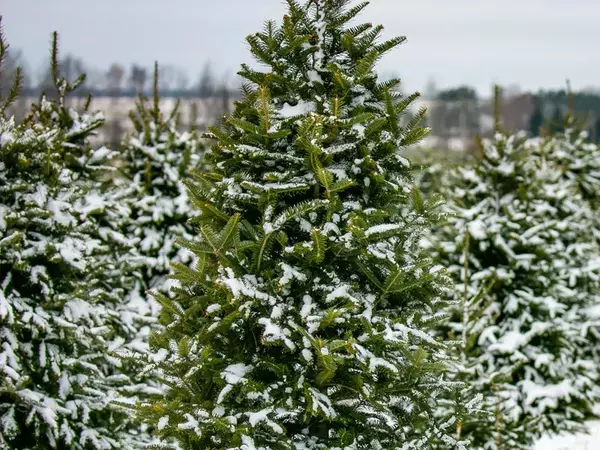 Традиционна кампания за продажба на коледни дръвчета стартират горските стопанства