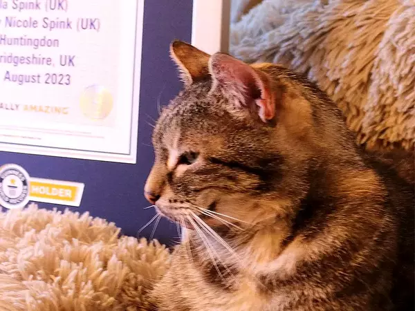 Световен рекорд за най-силно мъркане постави котка от Кеймбриджшър