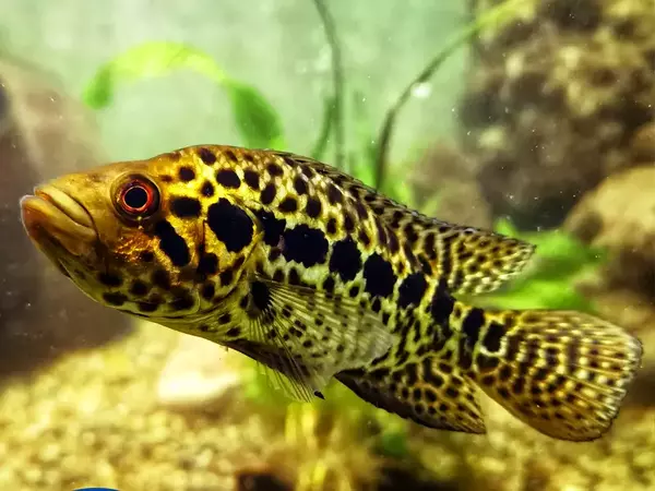 Варненският Аквариум ще работи с вход свободен на 19 декември