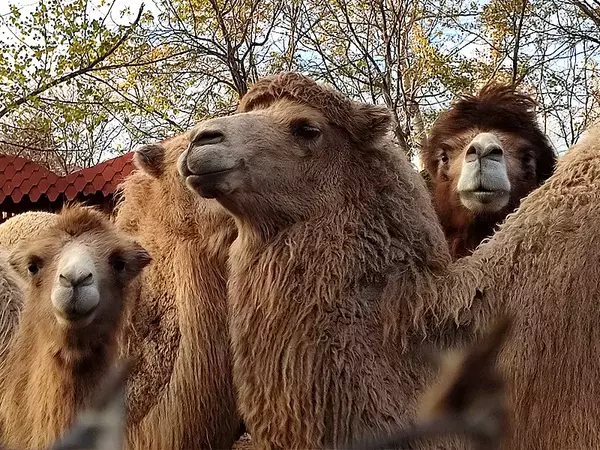 И животните във Варненския зоопарк очакват Дядо Коледа