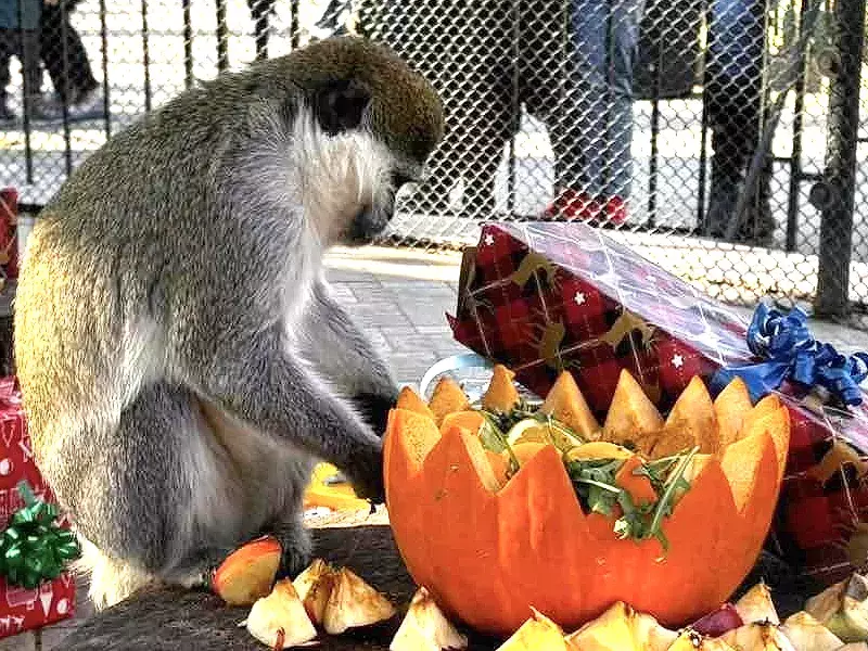 Лакомства и играчки донесе Дядо Коледа във Варненския зоопарк