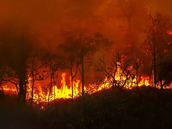 21 горски пожара са горели във Варненско през 2023 година