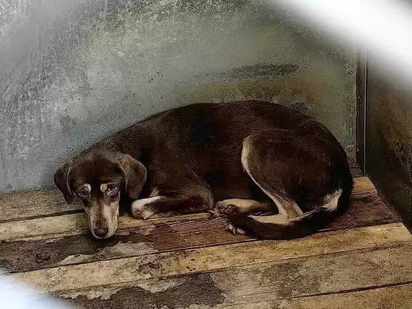 Кметът смени директора на Приюта за безстопанствени кучета в село Каменар