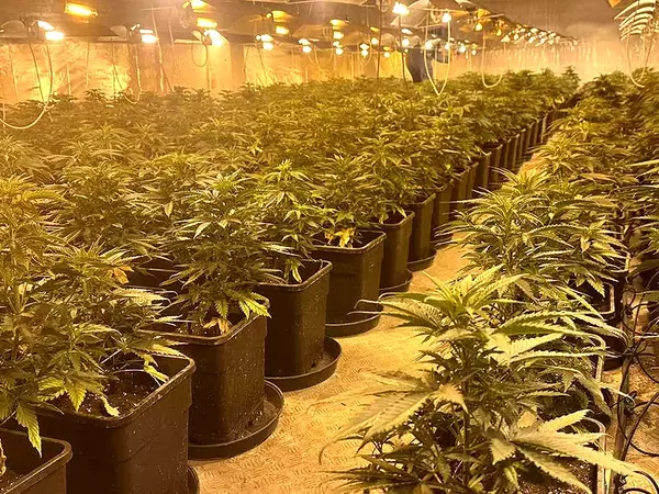 Две наркооранжерии разбиха при спецакция във Варна