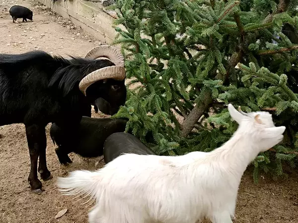Коледни елхи дариха на Варненския зоопарк от община Девня