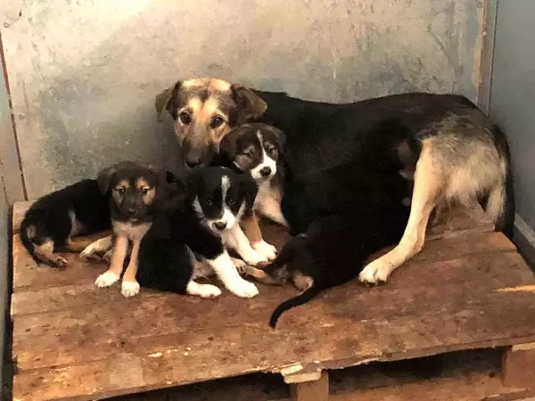 Изграждането на нови приюти за бездомни кучета планират общините в област Варна