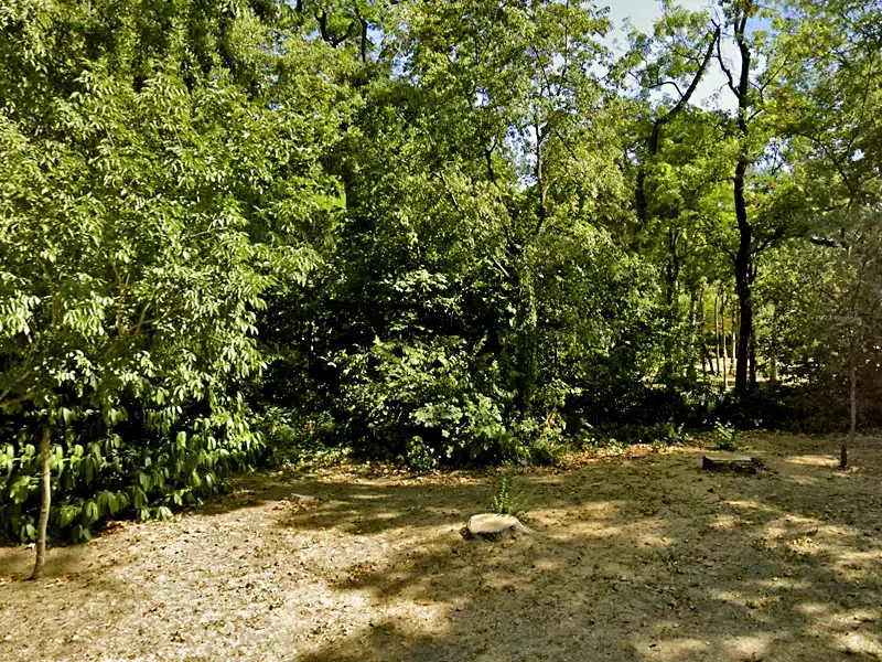 Премахват сухи и опасни дървета в Морската градина