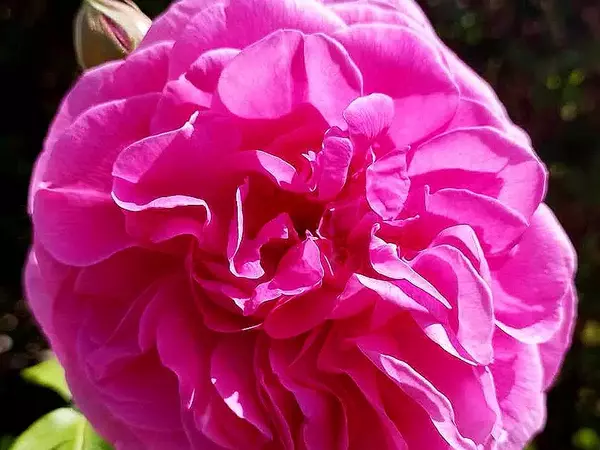 Розоберът подрани с близо месец