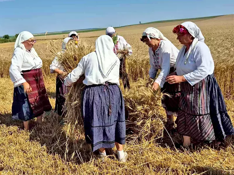С традиционен ритуал започна жътвата във Варненско (СНИМКИ)