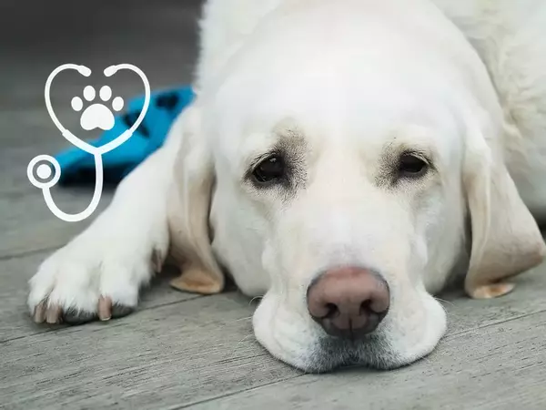 Търсят ветеринар за приюта в Каменар