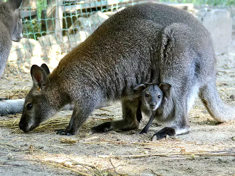 68 са бебетата родени от началото на годината във варненския зоопарк