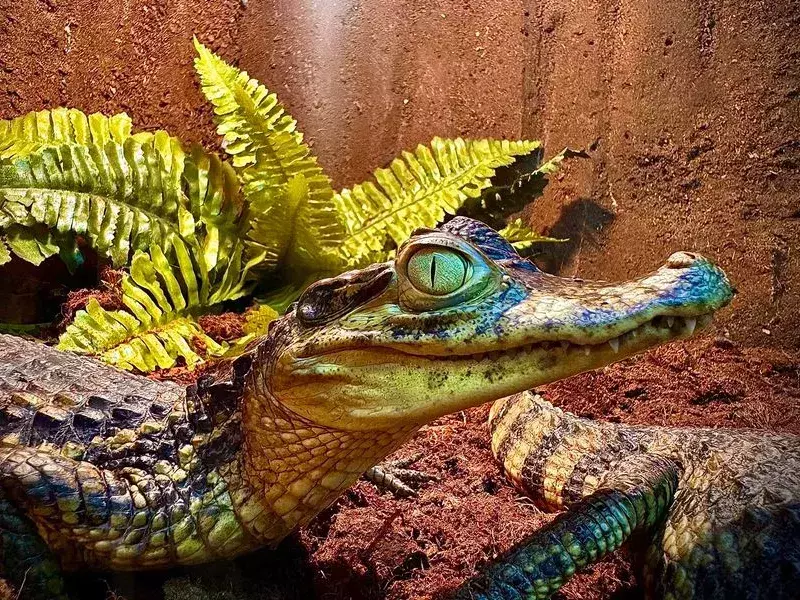 "Къщата на драконите" гостува в Делта Планет Мол