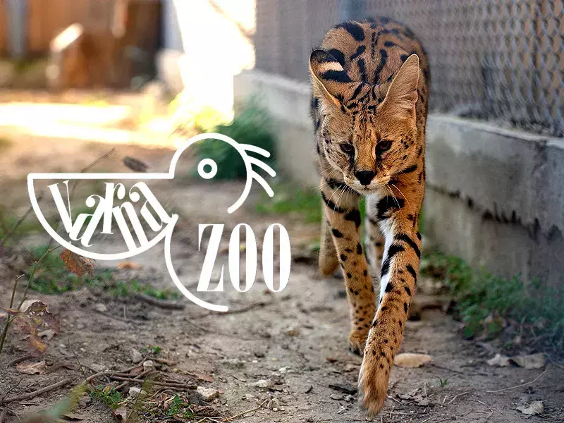 Сервалът Алфа е най-новото попълнение в колекцията на Варненския зоопарк