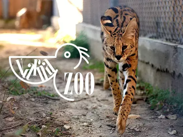 Сервалът Алфа е най-новото попълнение в колекцията на Варненския зоопарк