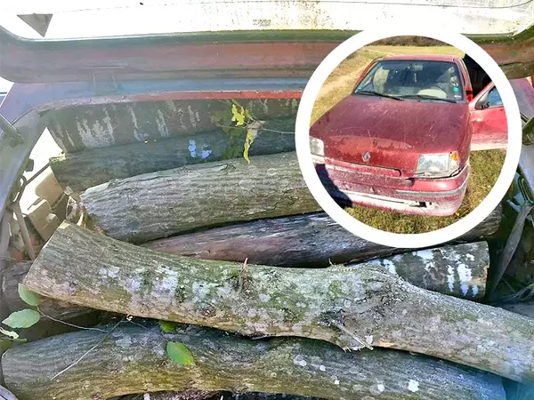 Кражба на дърва предотврати служител на Държавно горско стопанство - Варна