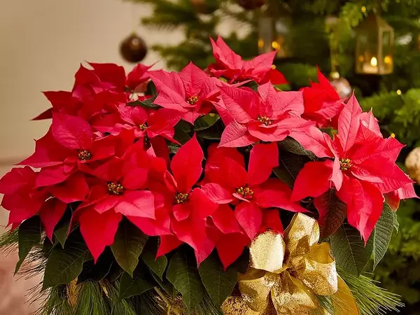 Коледна звезда - как да се грижим правилно за нея, за да ѝ се радваме дълго