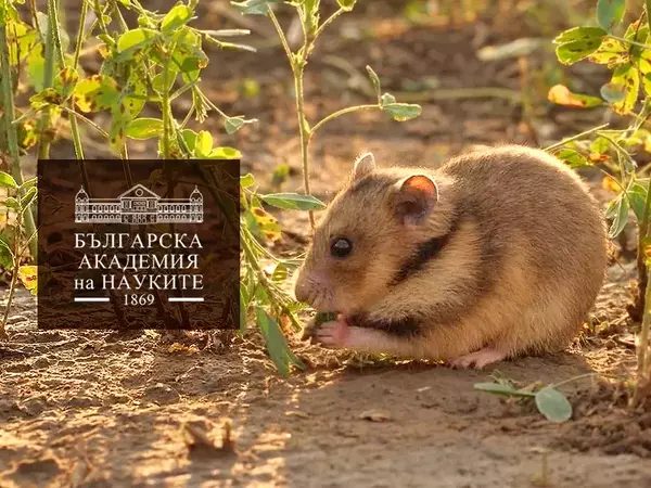 Опит за спасяване на рядък вид гризач правят учени от БАН