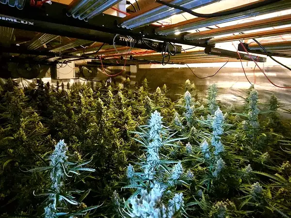 Високотехнологична нарко оранжерия разбиха криминалисти във Варна