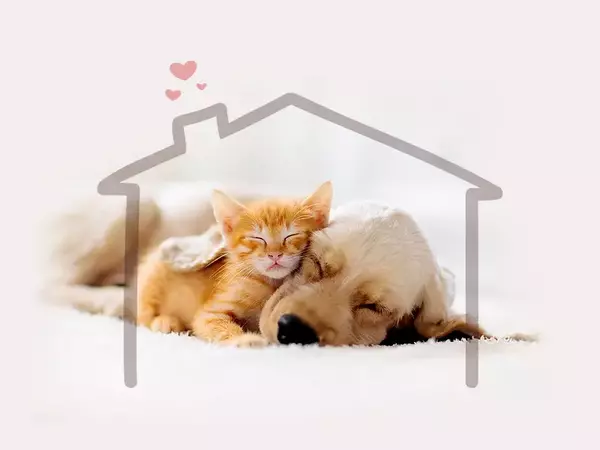 Все повече семейства избират да отглеждат в дома си котка и куче